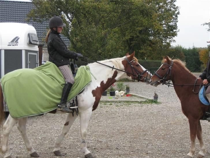Anden særlig race Kiwidinok - Kiwi/Mig & Dixi/Michelle billede 9