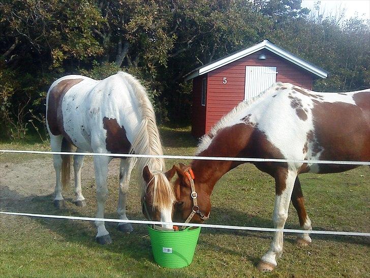 Anden særlig race Kiwidinok - Kiwi inden kapsun træning :) Ser lidt træt ud? Og dårlig hårdag! billede 10