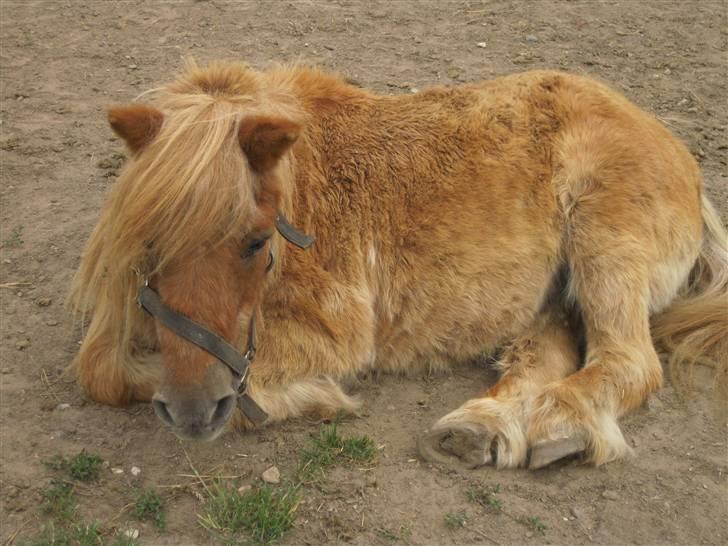 Shetlænder Sofi billede 3