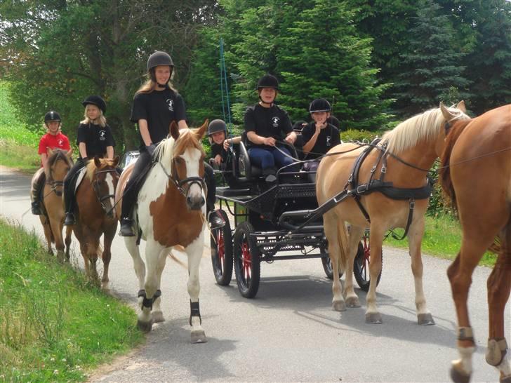 Anden særlig race Kiwidinok - Kiwi på vej til husby strand for at komme på ridelejr (08) billede 12