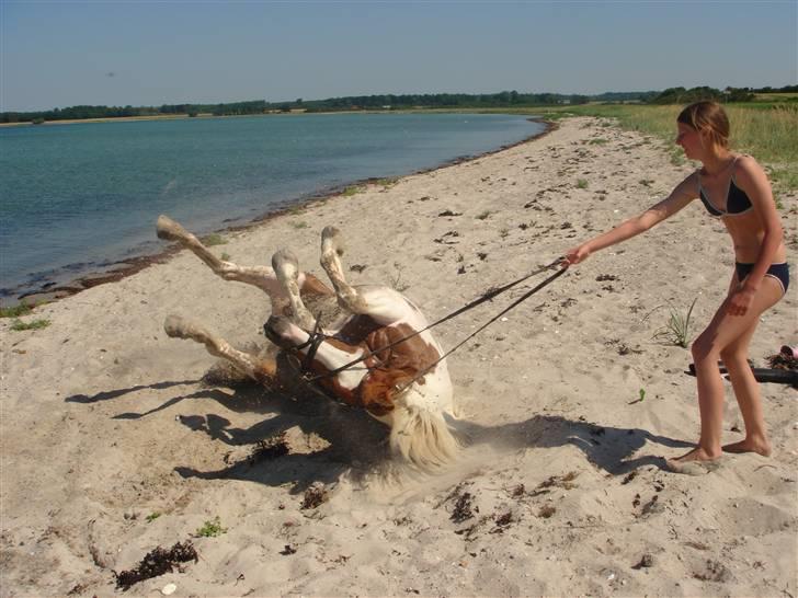 Anden særlig race Kiwidinok - Kiwi som ruller sig efter en svømmetur! :D billede 15
