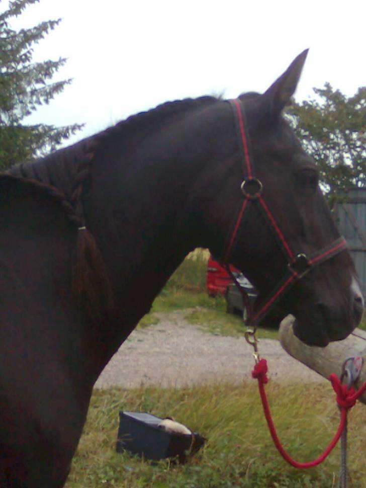 Anden særlig race Leika - Så er Leika blevet flettet! c: billede 8