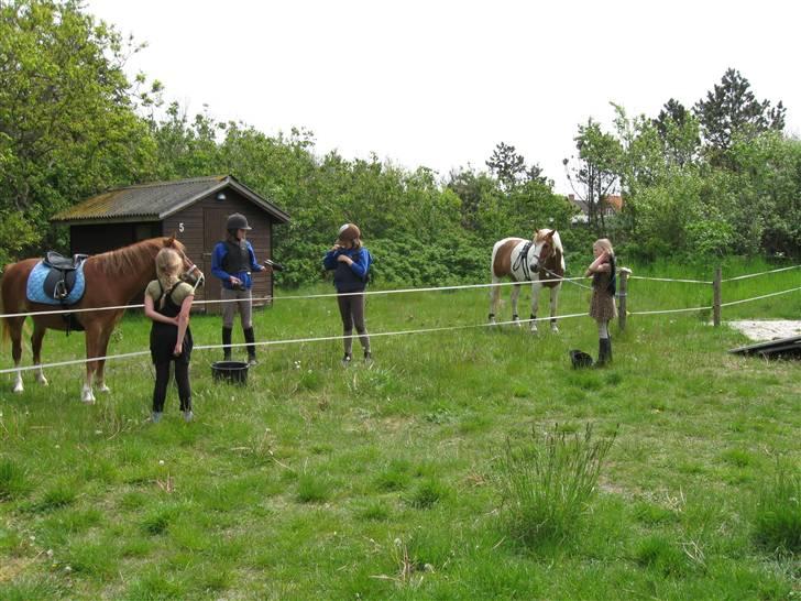 Anden særlig race Kiwidinok - Kiwi og Dixi, uden for vores sommerhus :D Nej vores sommerhus er ikke skuret i baggrunden xD! billede 16