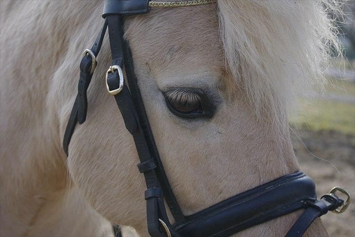 Fjordhest Skovvejens Rødtop (tidl part) - velkommen til rødtops profil ;D billede 1