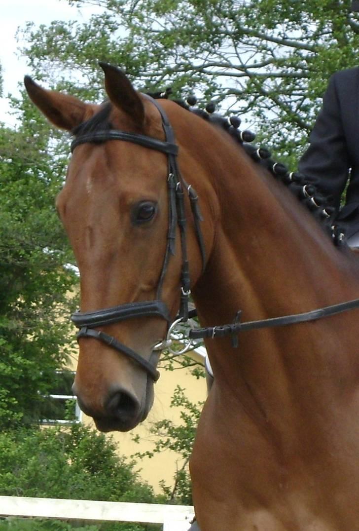 Anden særlig race Thilde *Solgt* - <3 billede 17