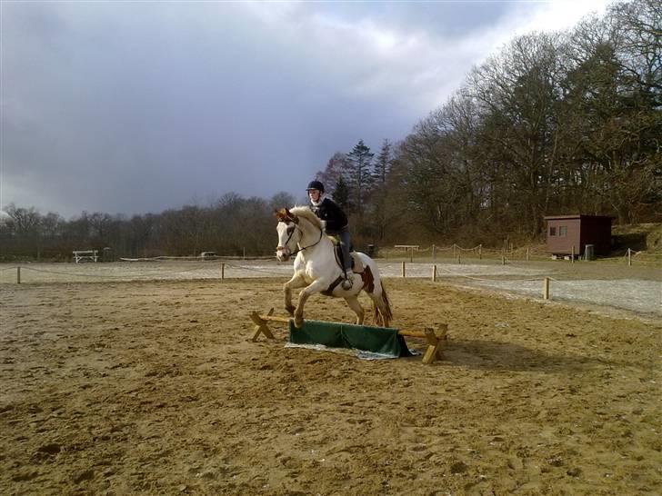Pinto Two Eyed Shaggy  - Under genoptræning 2009. billede 7