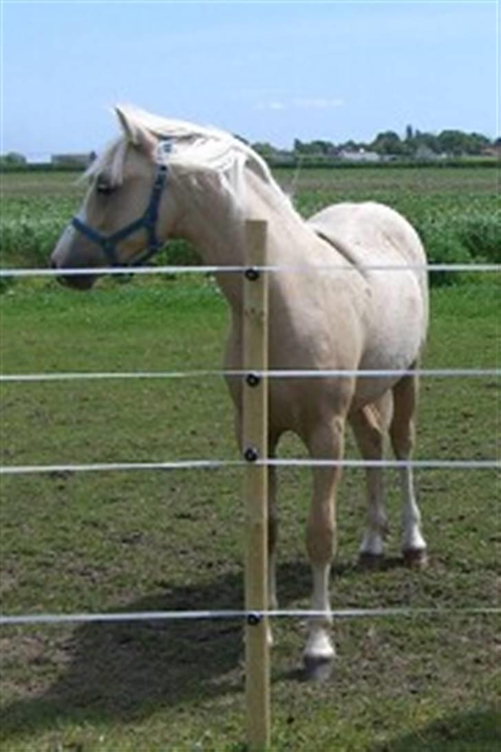 Welsh Mountain (sec A) Liljelunds Sundance - Velkommen til min profil, kig jer lidt omkring og smid en kommentar & bedømmelse inden i går :´D! billede 1