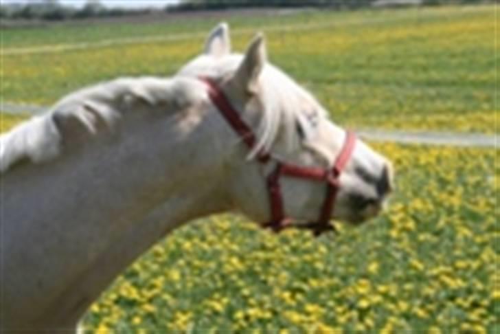 Welsh Mountain (sec A) Liljelunds Sundance - Ja han er da bare for smuk?xD billede 2