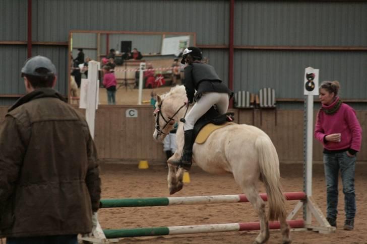 Welsh Mountain (sec A) Liljelunds Sundance - spring wee! til hans aller første stævne hvor han bare klarede sig super & kom igennem :b billede 3