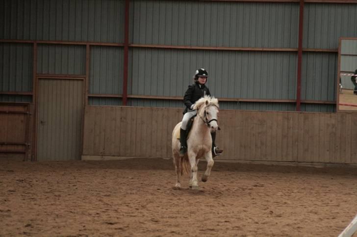Welsh Mountain (sec A) Liljelunds Sundance - På springbanen til hans første stævne, det var så feeee, synes han vidst?d: <3 billede 4