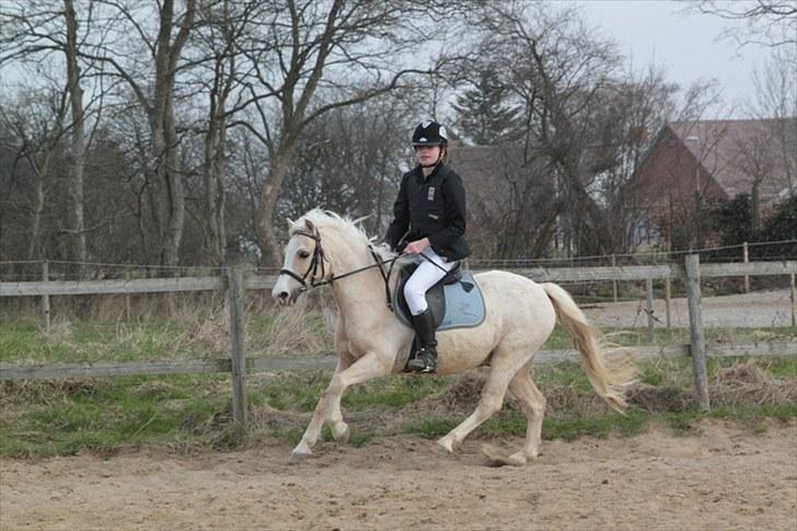 Welsh Mountain (sec A) Liljelunds Sundance - jeg elsker dig så himmels højt pony ! <3333 billede 5