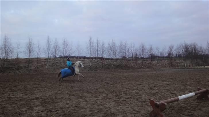 Welsh Mountain (sec A) Liljelunds Sundance - Du har en gang, som ingen andre har, du har en personlighed, som ingen andre har, du er noget ingen andre er, du er Sundance i: <3 billede 6