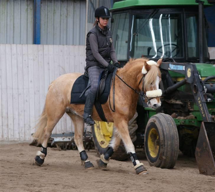 Anden særlig race Just Hugo Forever -part. - dressur træning d. 14/3-10 billede 9