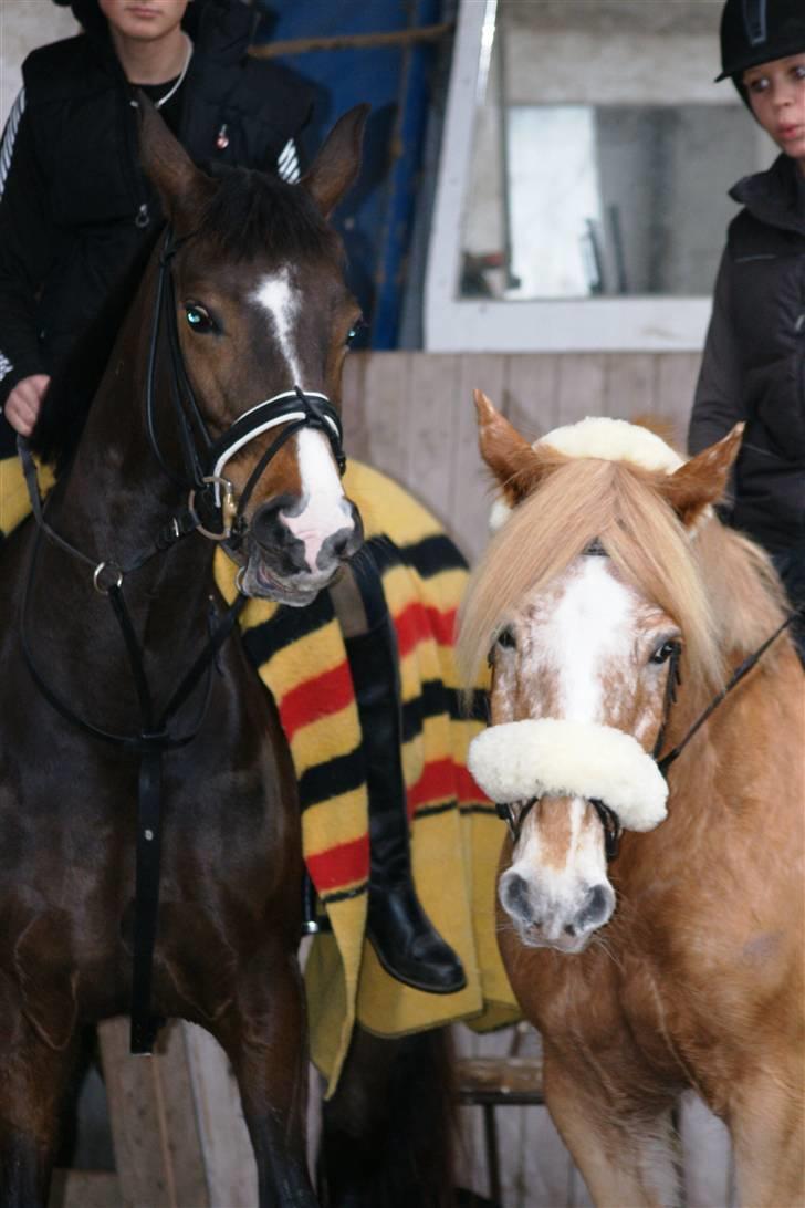 Anden særlig race Just Hugo Forever -part. - mance og hugo d. 14/3-10 billede 10