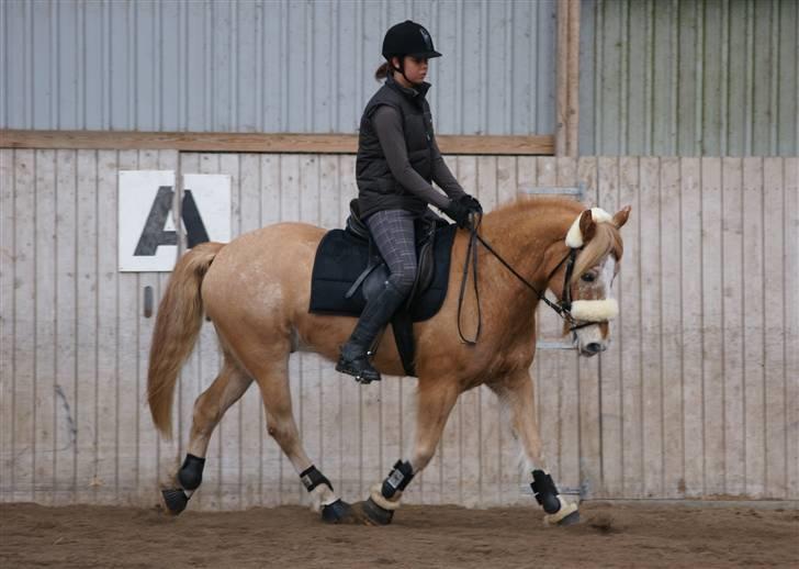 Anden særlig race Just Hugo Forever -part. - dressur træning d. 14/3-10 billede 11