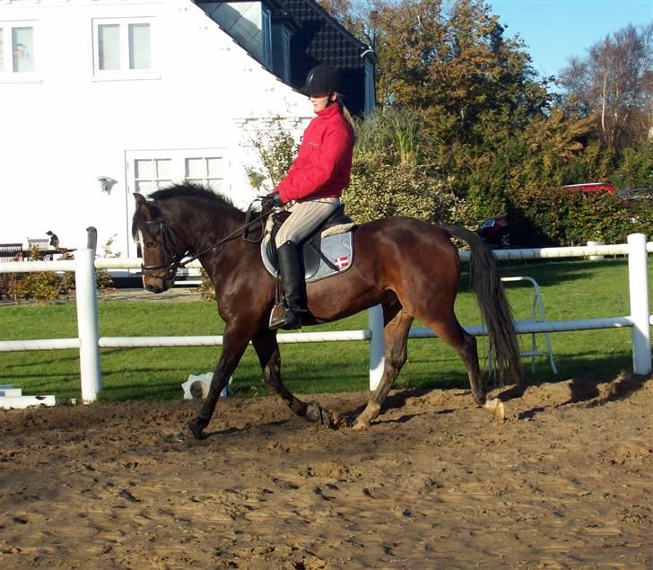 DSP Siverholm´s Thais - Min prins i trav<3 billede 17