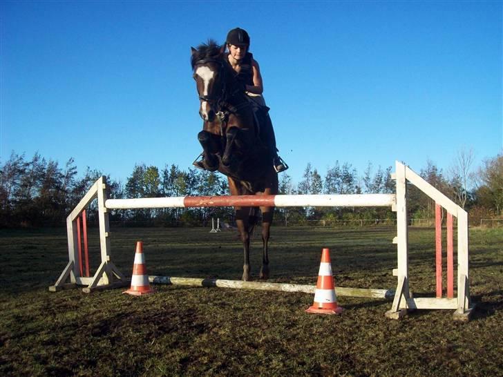 DSP Siverholm´s Thais - Se hvor godt han ligger over 110 cm!<3 billede 19