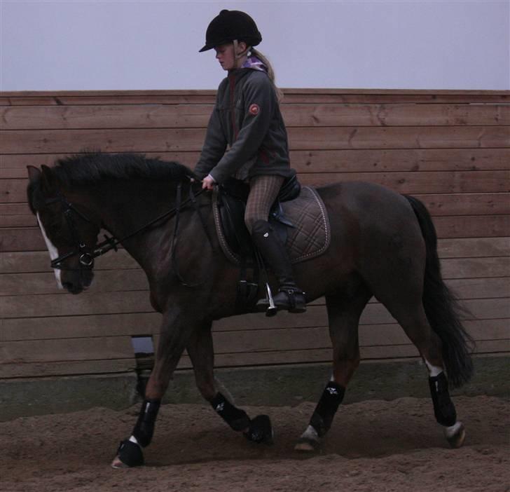 New Forest Marvin - Dressur :D billede 1