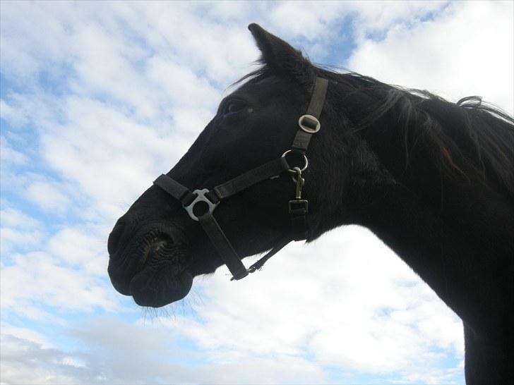 Anden særlig race Bella - Den dejlige Bella<3 billede 1