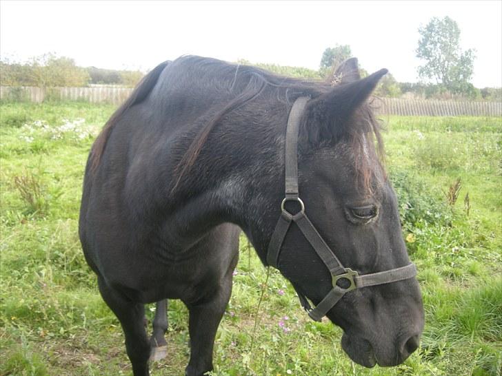 Anden særlig race Bella - Den gamle slidte Bella): Hun skal bare havde frihed resten af hendes liv<3 billede 2