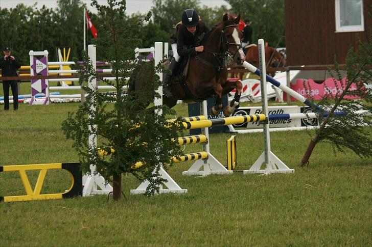 New Forest Marvin - LB 1.plads :) omhop billede 2