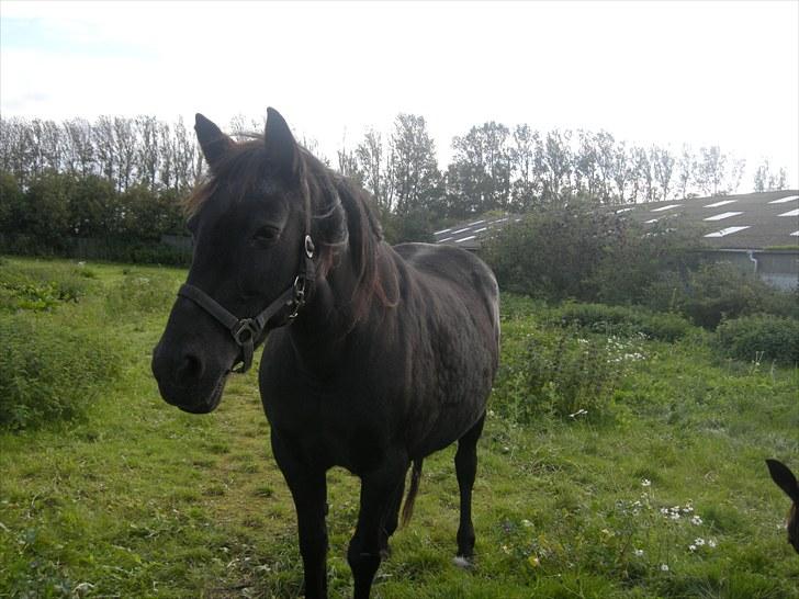 Anden særlig race Bella - Love you<3 billede 3