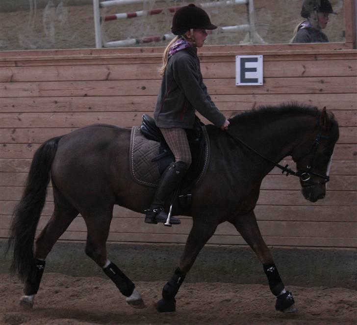 New Forest Marvin - dressur :D billede 4