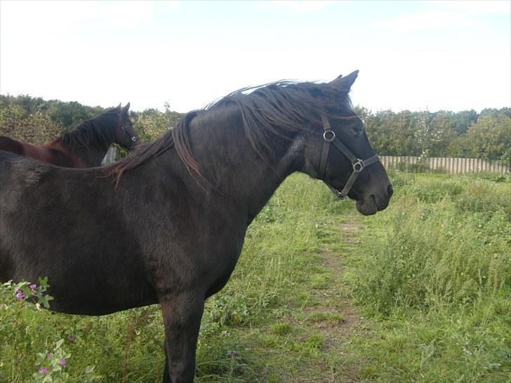 Anden særlig race Bella - Noget spænende?<3 billede 4