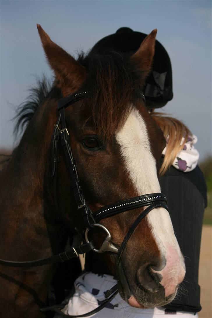 New Forest Marvin - Marvin ;b billede 5