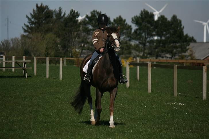 New Forest Marvin - Natascha (ejer) skridter :D billede 6