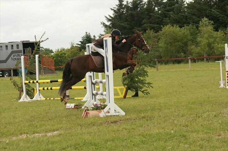 New Forest Marvin - stævne :b billede 7