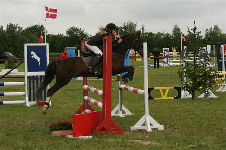 New Forest Marvin - hooop :D billede 8