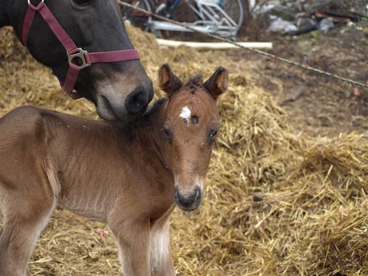 Anden særlig race Bombay Saphire billede 3