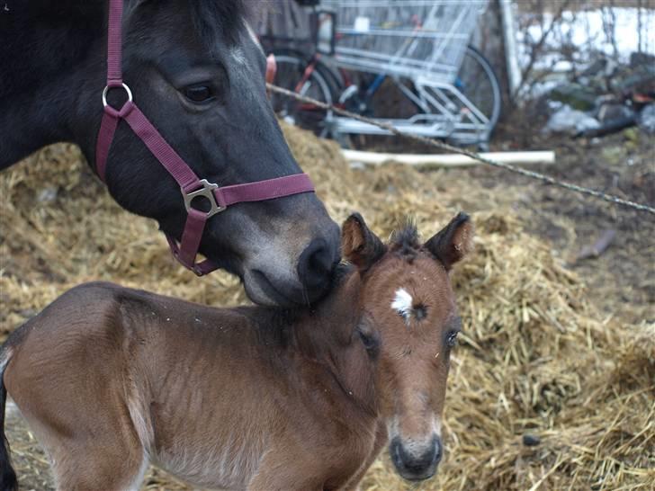 Anden særlig race Bombay Saphire billede 5