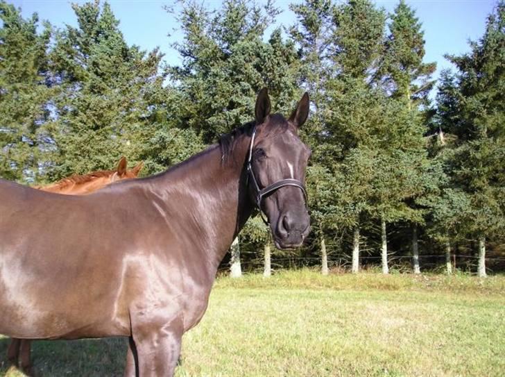 Dansk Varmblod Diavolo - der står min nr 1 nemlig diavolo billede 1