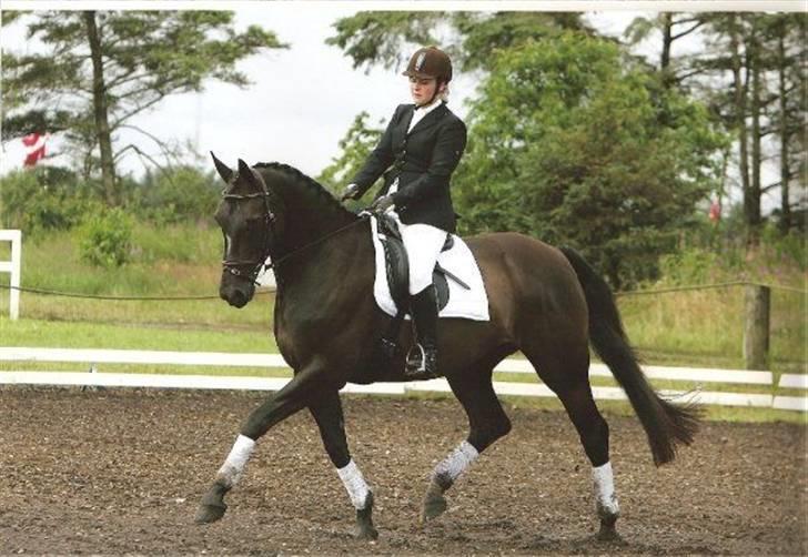 Dansk Varmblod Diavolo - dette er diavolo da hun var op to go....  billede 2