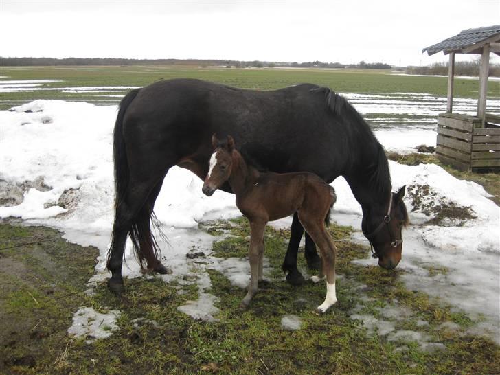 New Forest Cirkeline  billede 7