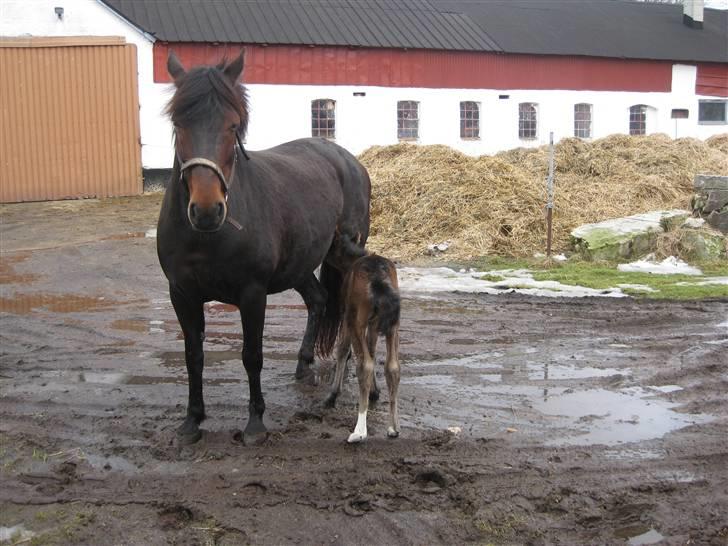 New Forest Cirkeline  billede 9