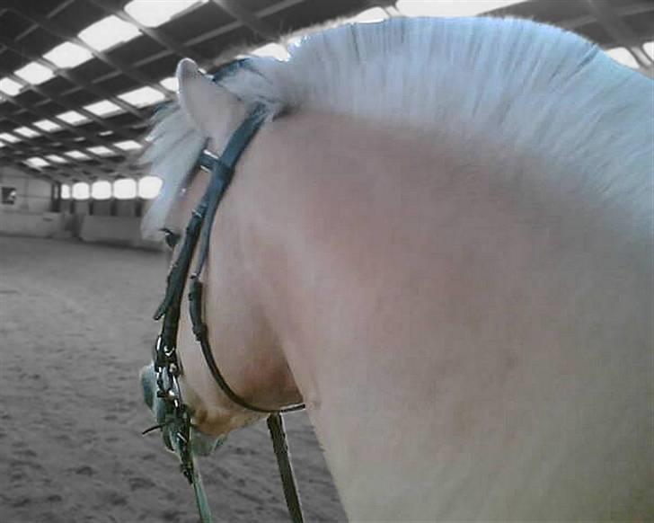 Fjordhest Laval Vinstrup  billede 11