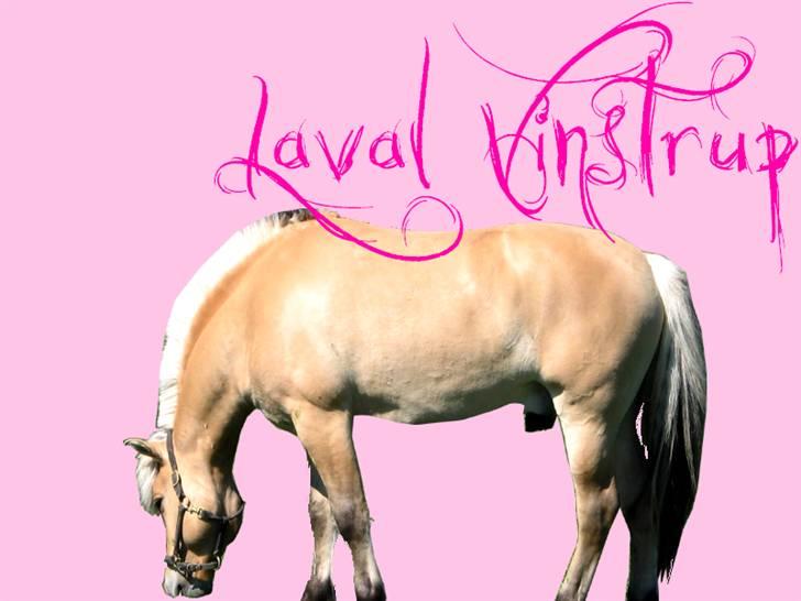 Fjordhest Laval Vinstrup  billede 12