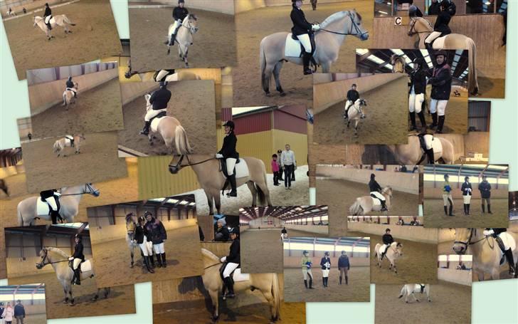 Fjordhest Laval Vinstrup  billede 13