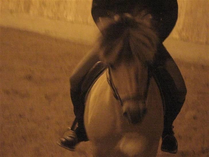 Fjordhest Laval Vinstrup  billede 14