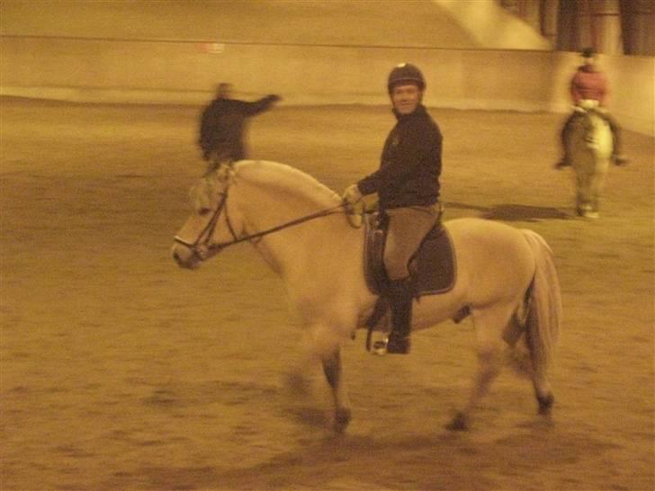 Fjordhest Laval Vinstrup  billede 15