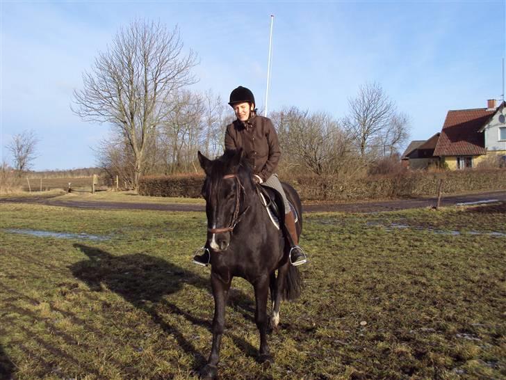 Dansk Varmblod baya - den 16 marts 2010.  første dag efter pause i 4 mdr. billede 8