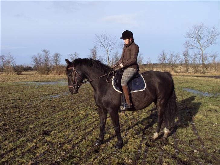 Dansk Varmblod baya - den 16 marts 2010 billede 9