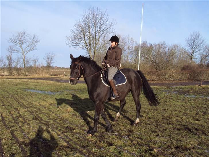 Dansk Varmblod baya - den 16 marts 2010 efter 4 mdr pause billede 10