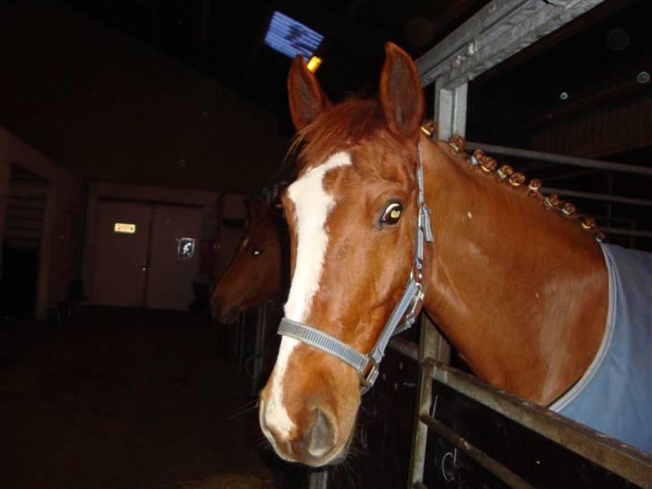 Anden særlig race Chanel  billede 1