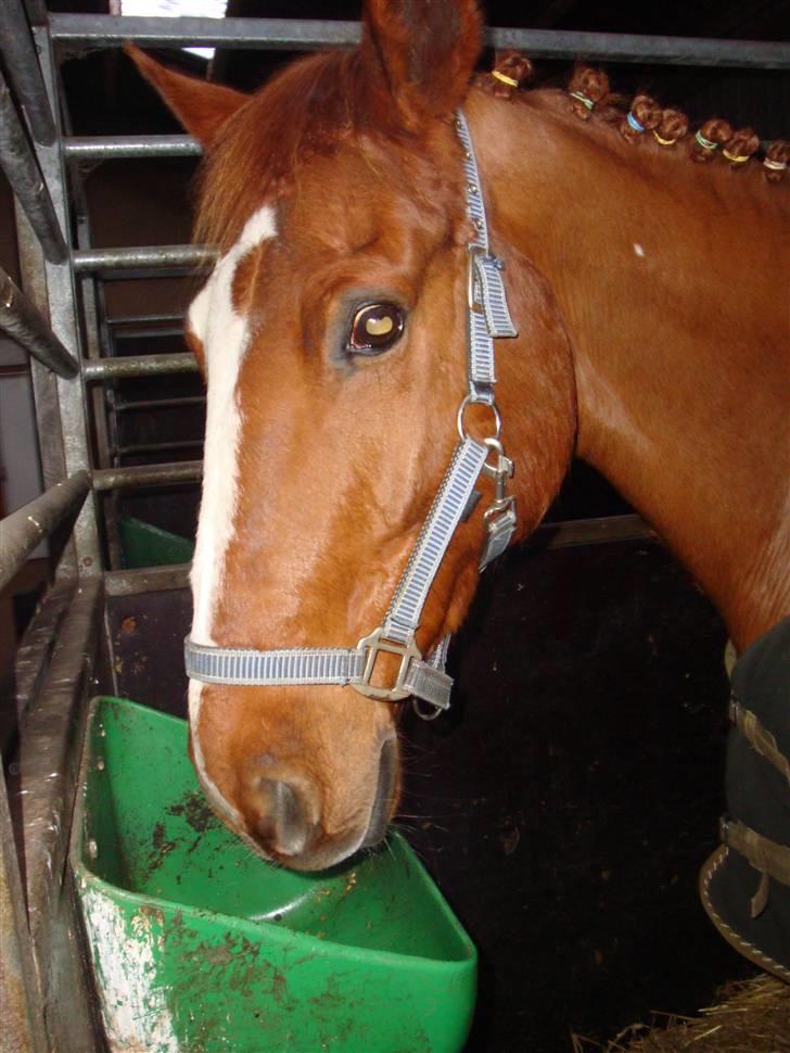 Anden særlig race Chanel  billede 2