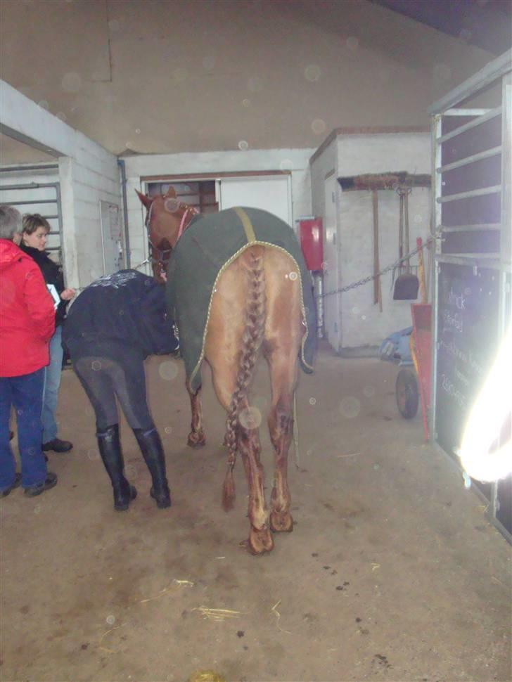 Anden særlig race Chanel  billede 3