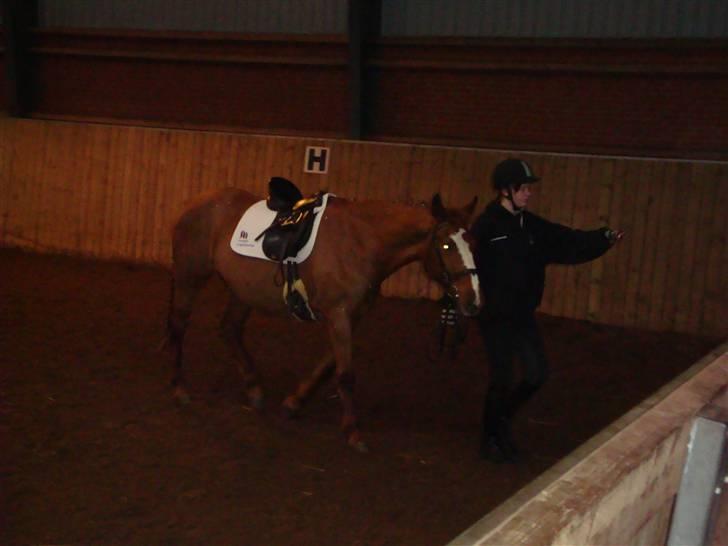 Anden særlig race Chanel  billede 4